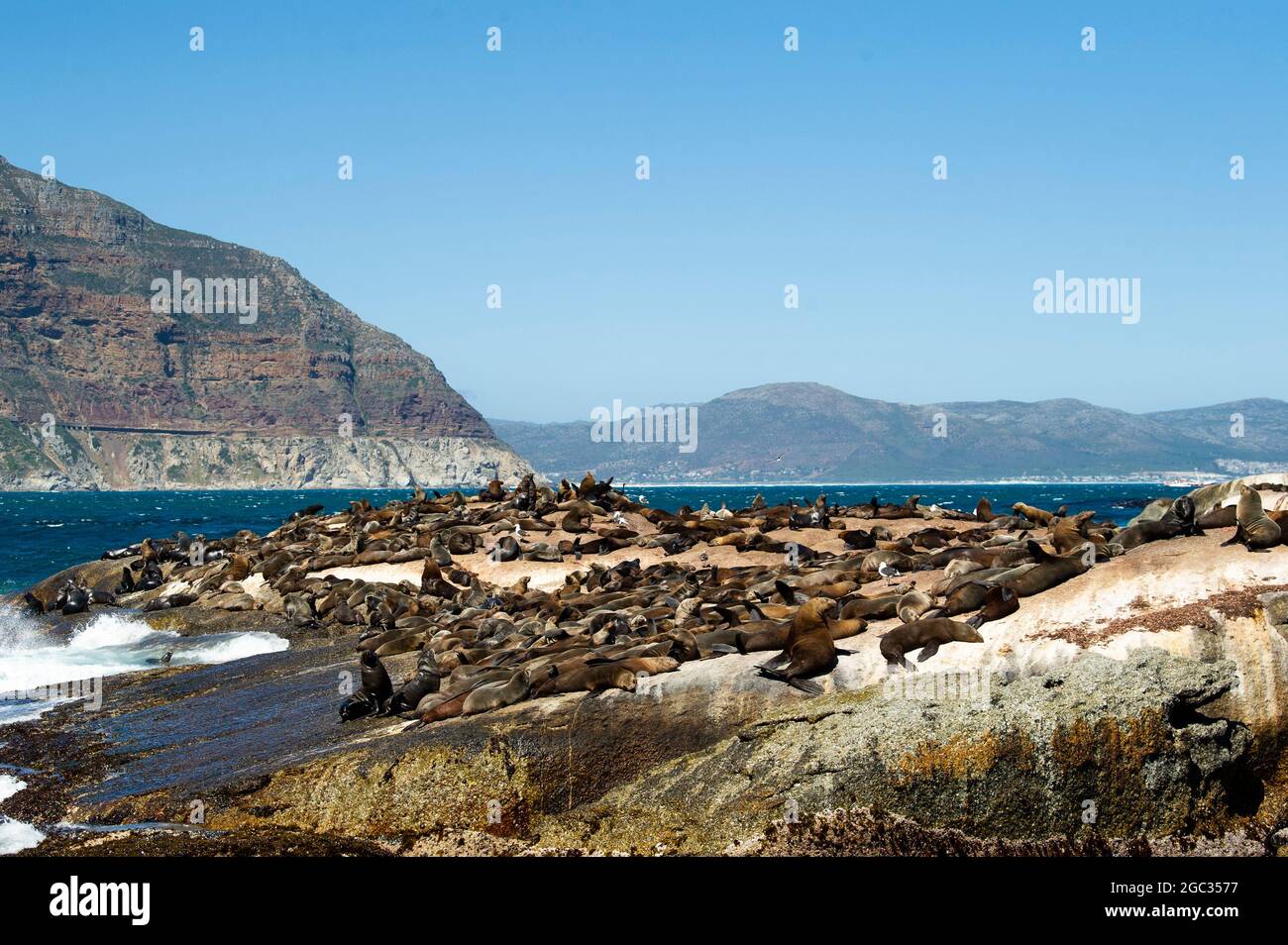 seal-colony-at-duiker-island-hout-bay-south-africa-stock-photo-alamy