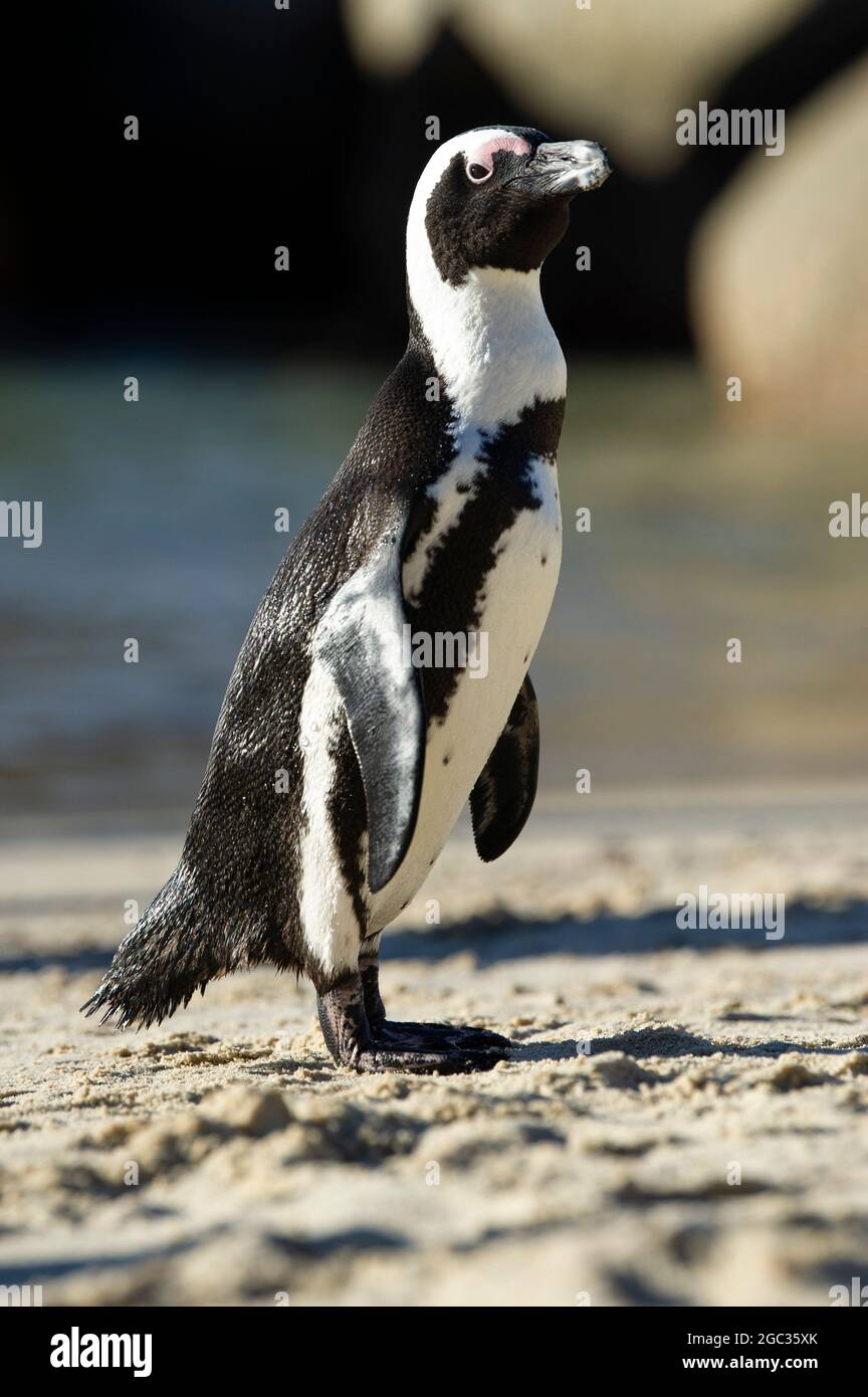 African Penguin Spheniscus Demersus Boulders Beach Cape Peninsula