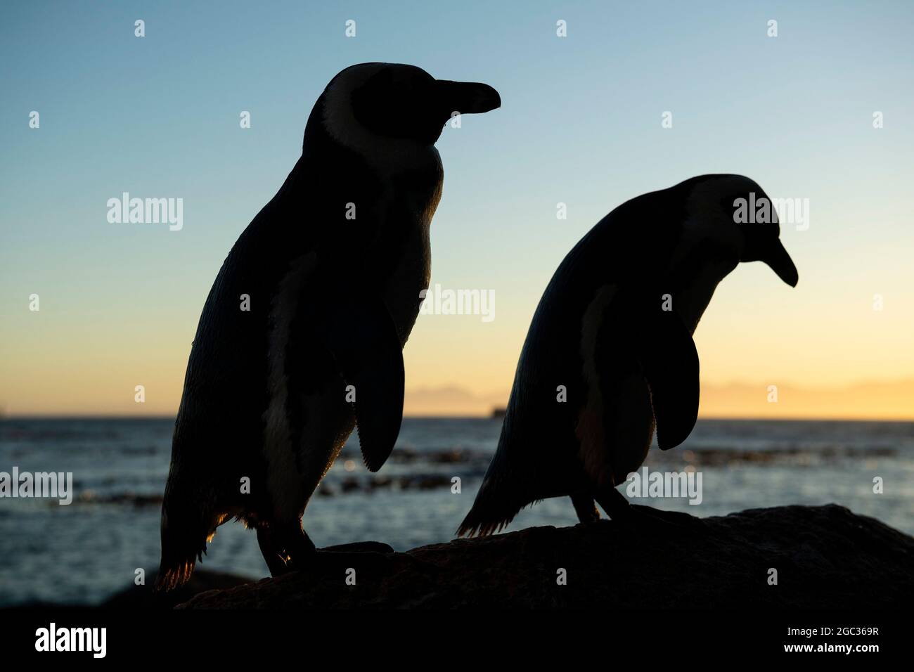 African penguins at sunrise, Spheniscus demersus, Boulders Beach, Cape Peninsula, South Africa Stock Photo