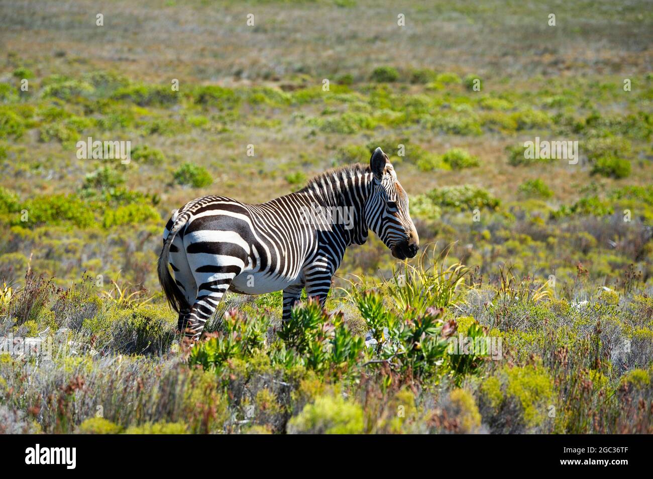 Cape mountain zebra, Equus zebra zebra, Cape of Good Hope Nature Reserve, Cape Peninsula, South Africa Stock Photo
