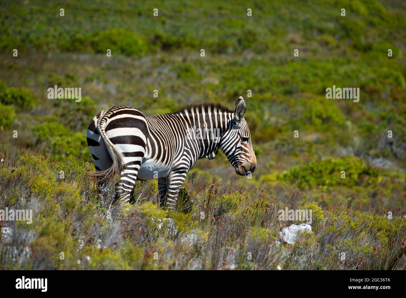 Cape mountain zebra, Equus zebra zebra, Cape of Good Hope Nature Reserve, Cape Peninsula, South Africa Stock Photo