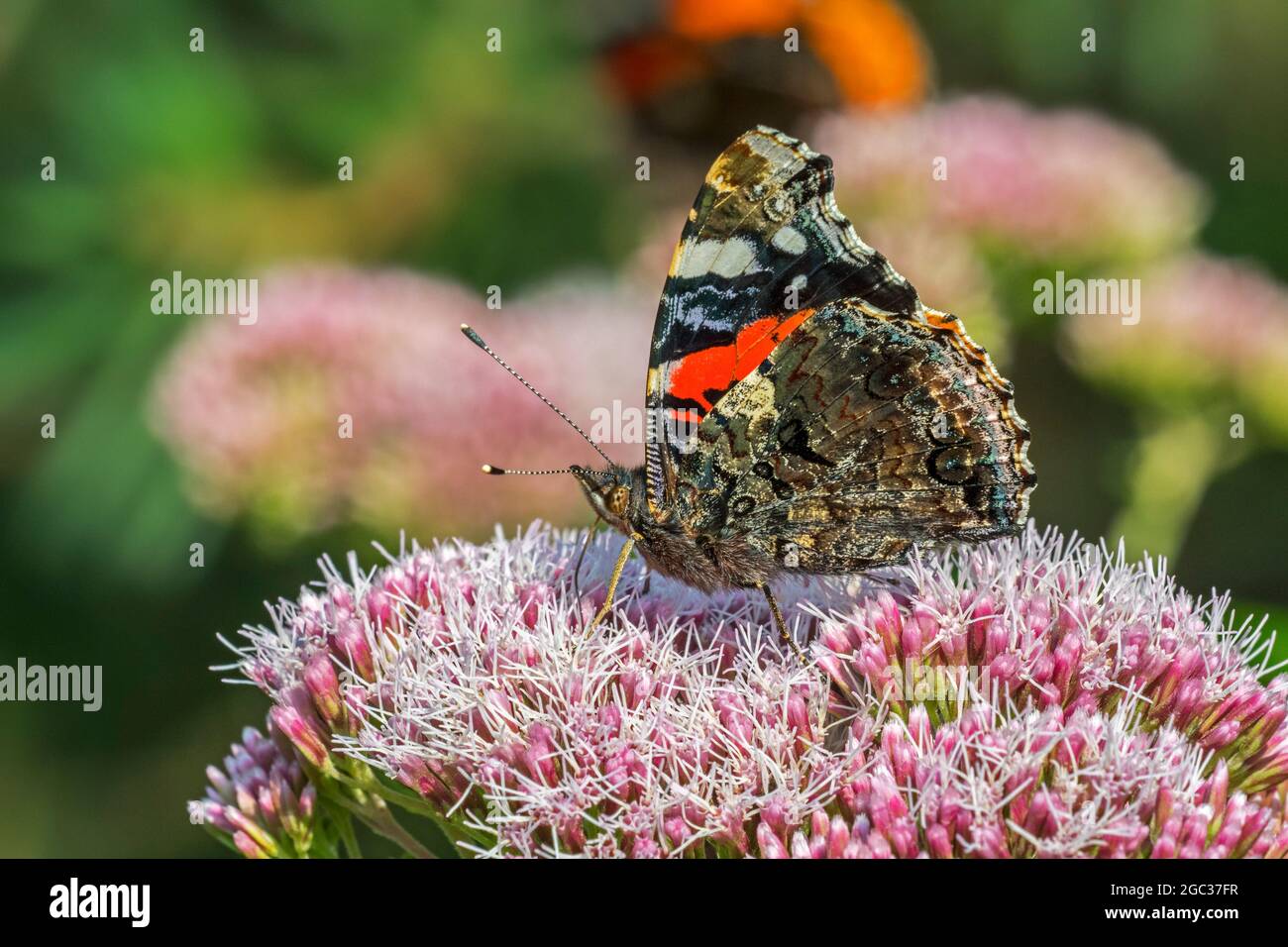 Red admiral / red admirable (Vanessa atalanta) butterfly feeding on nectar from hemp-agrimony / holy rope (Eupatorium cannabinum) flower in summer Stock Photo