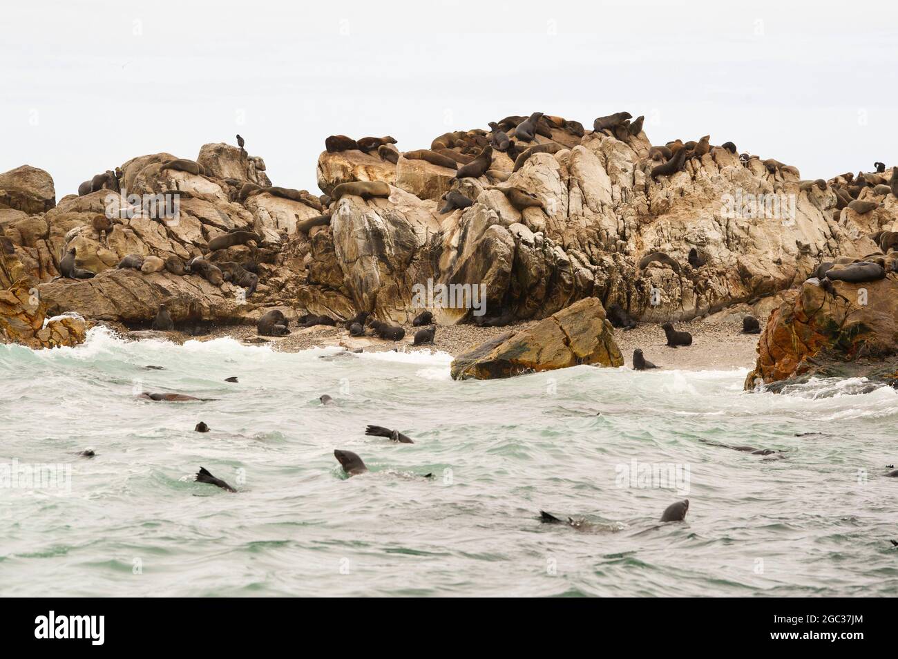 Cape fur seal colony on Geyser Rock, Arctocephalus pusillus, Gansbaai, South Africa Stock Photo