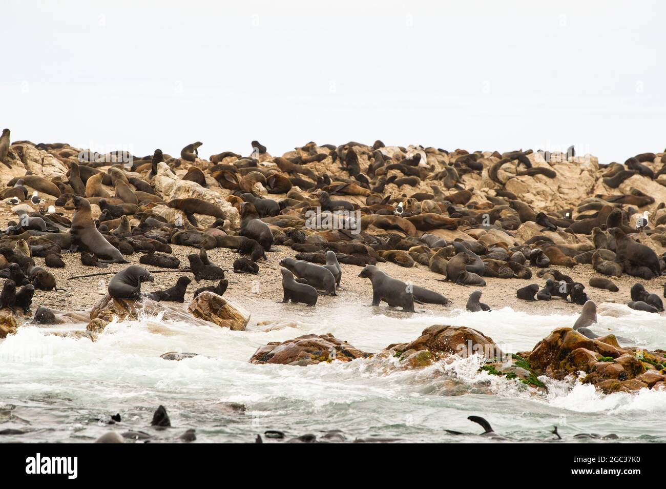 Cape fur seal colony on Geyser Rock, Arctocephalus pusillus, Gansbaai, South Africa Stock Photo