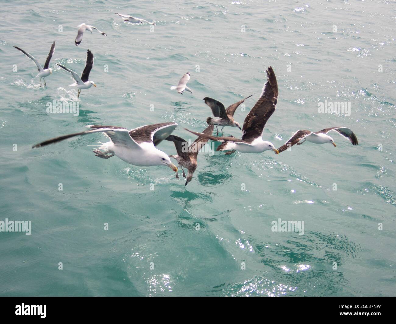 Kelp gulls, Larus dominicanus, Gansbaai, South Africa Stock Photo