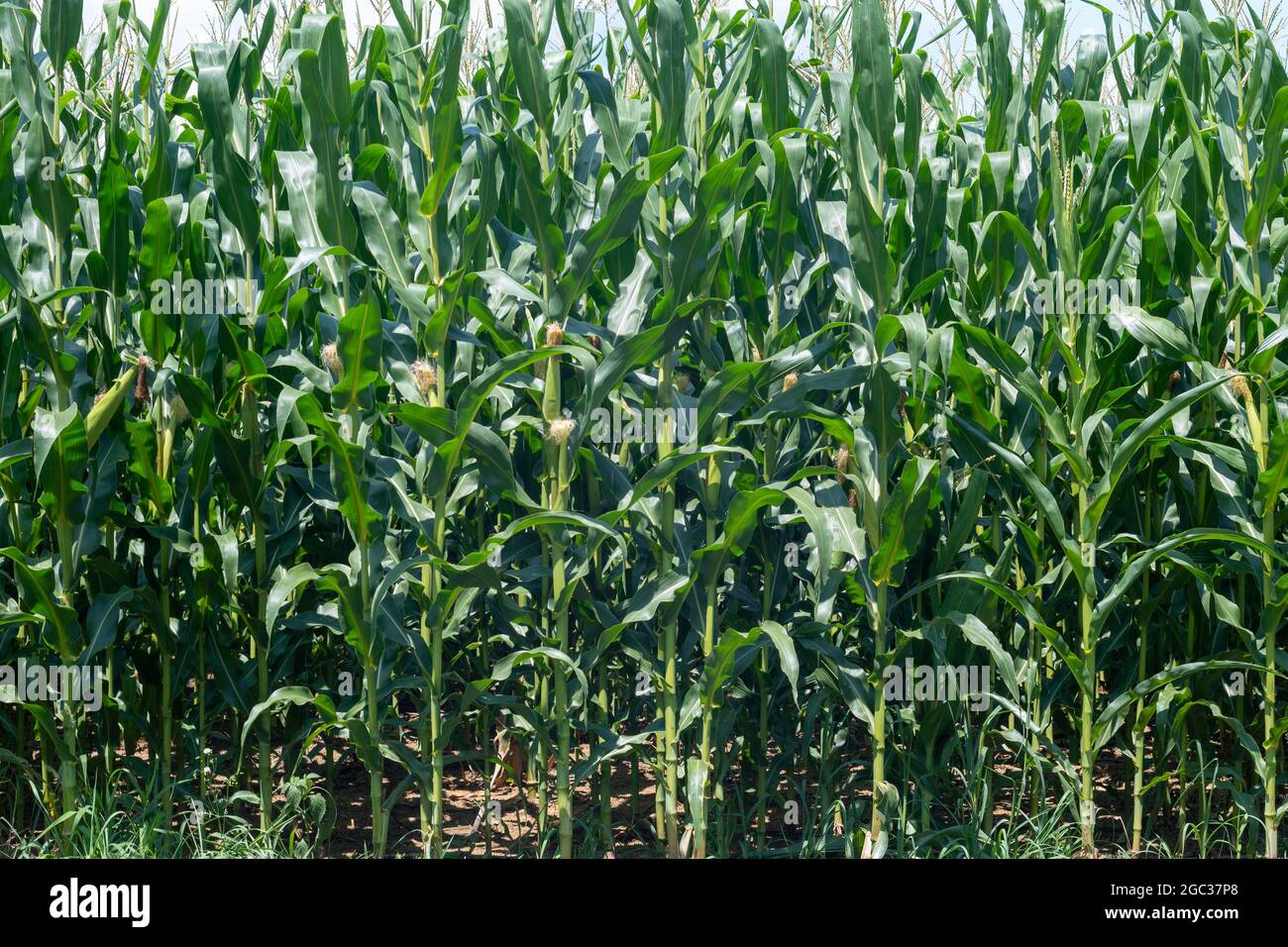 Bright green leaves corn plants hi-res stock photography and images - Alamy
