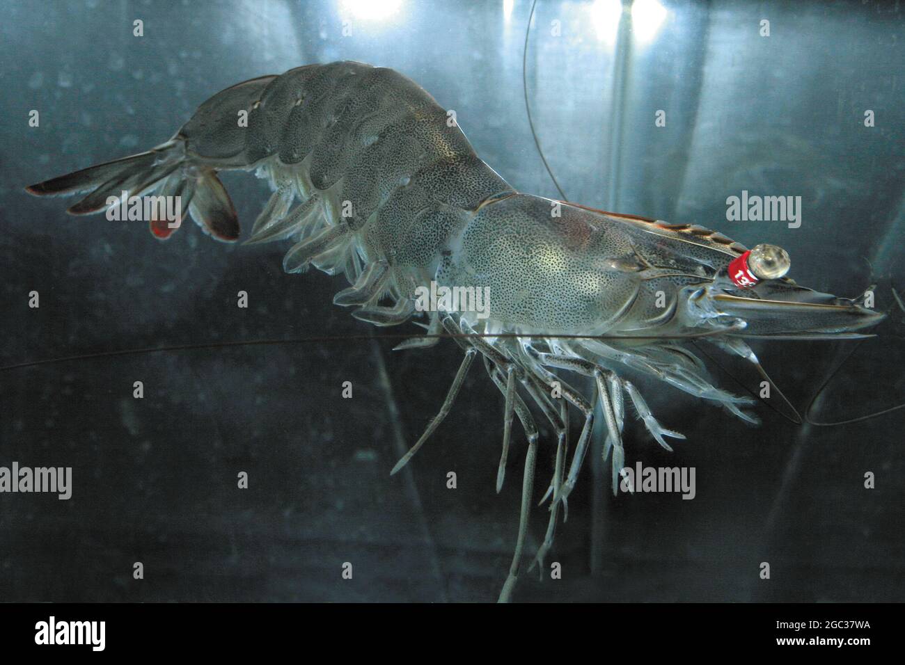 Female Breeder Shrimp disease resistant Stock Photo