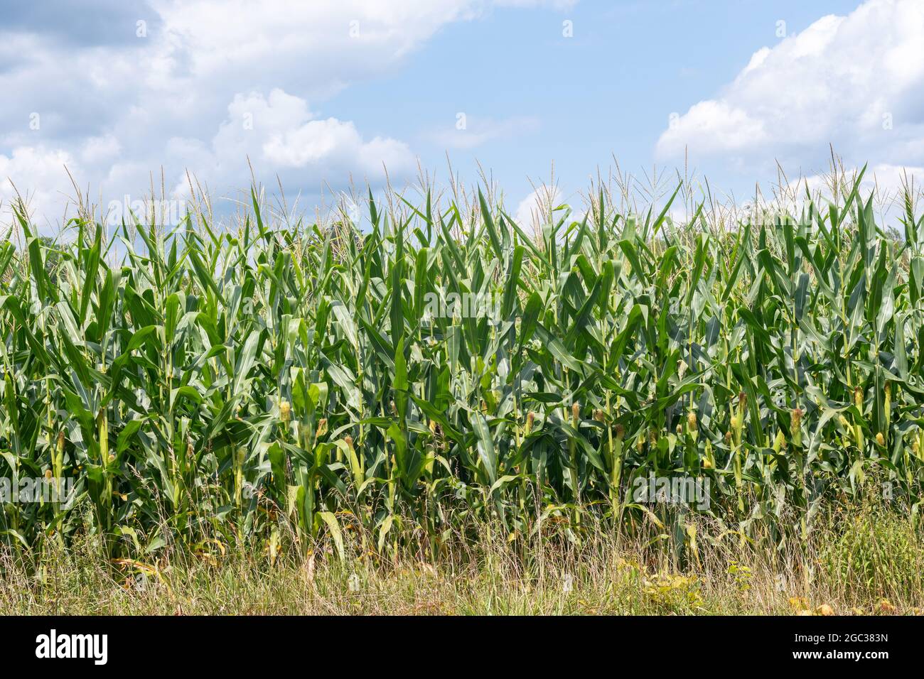 Corn growing in a farm field with a cloudy sky in the background Stock Photo