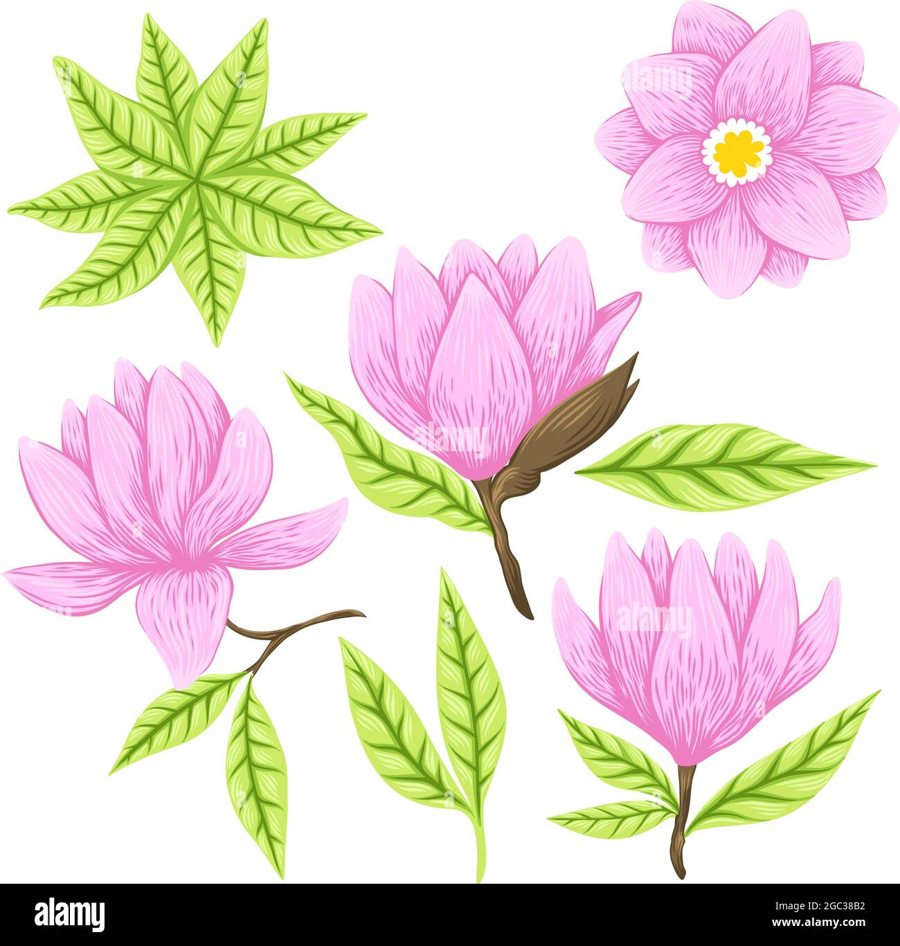 Vector Illustration of beautiful magnolia, Spring flower isolated on