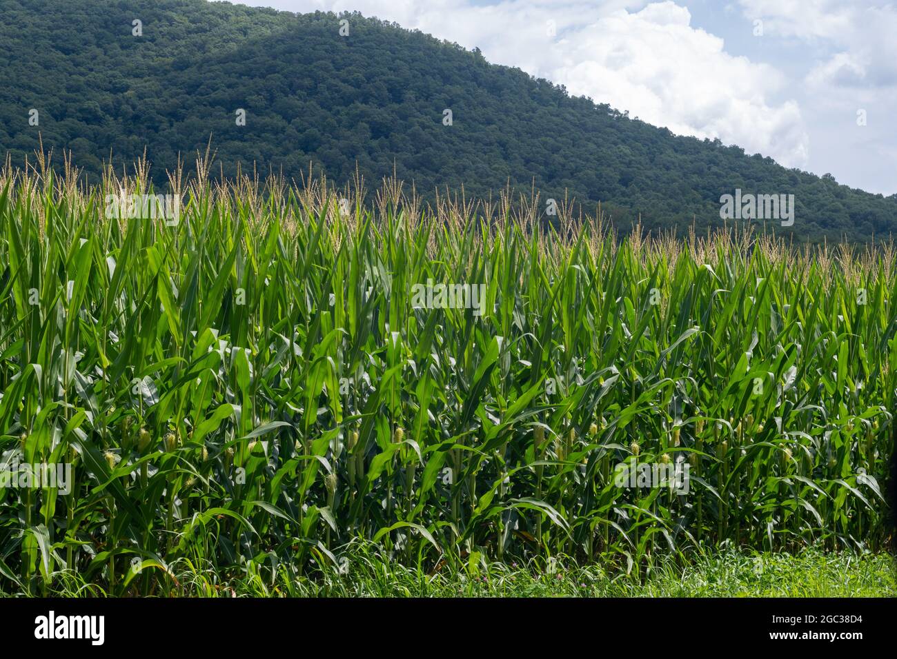 Corn growing in a farm field with a mountain range in the background Stock Photo