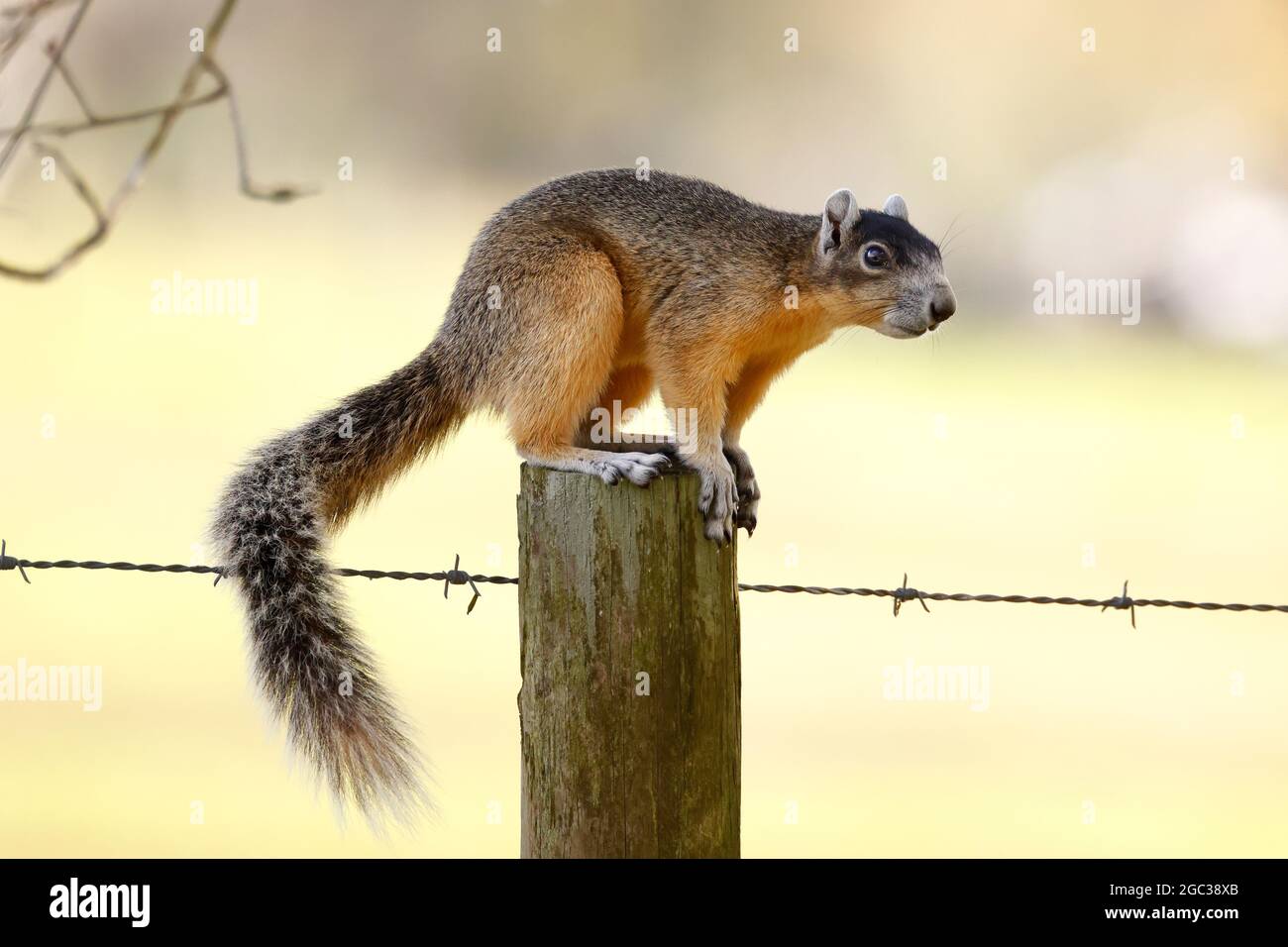 A Big Cypress fox squirrel, Sciurus niger avicennia, foraging in pine flat woods habitat. Stock Photo