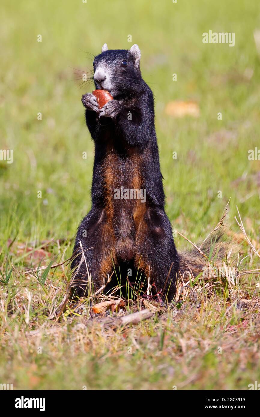 A big cypress fox squirrel foraging for food in a pasture. Stock Photo