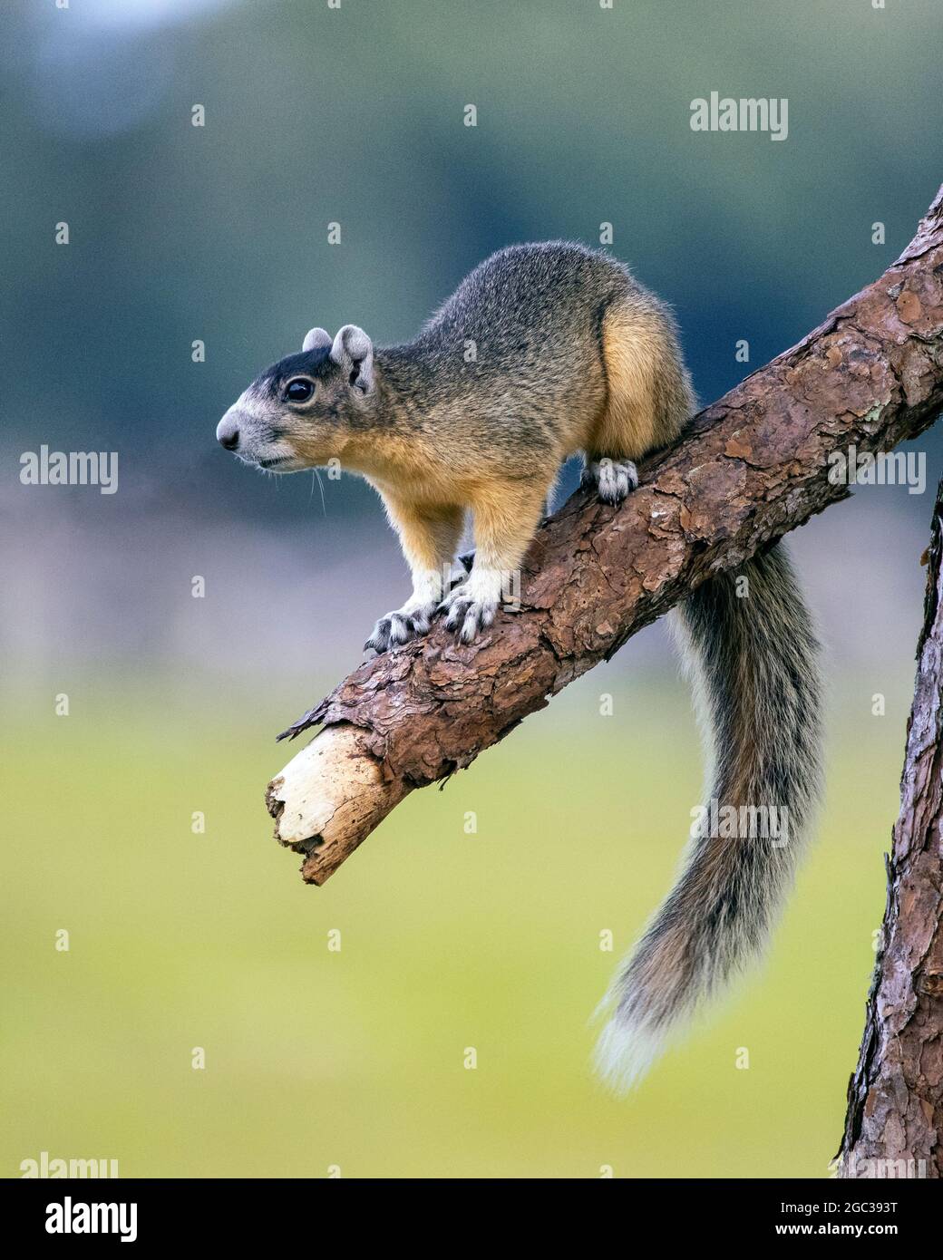 A Big Cypress fox squirrel, Sciurus niger avicennia, foraging in pine flat woods habitat. Stock Photo