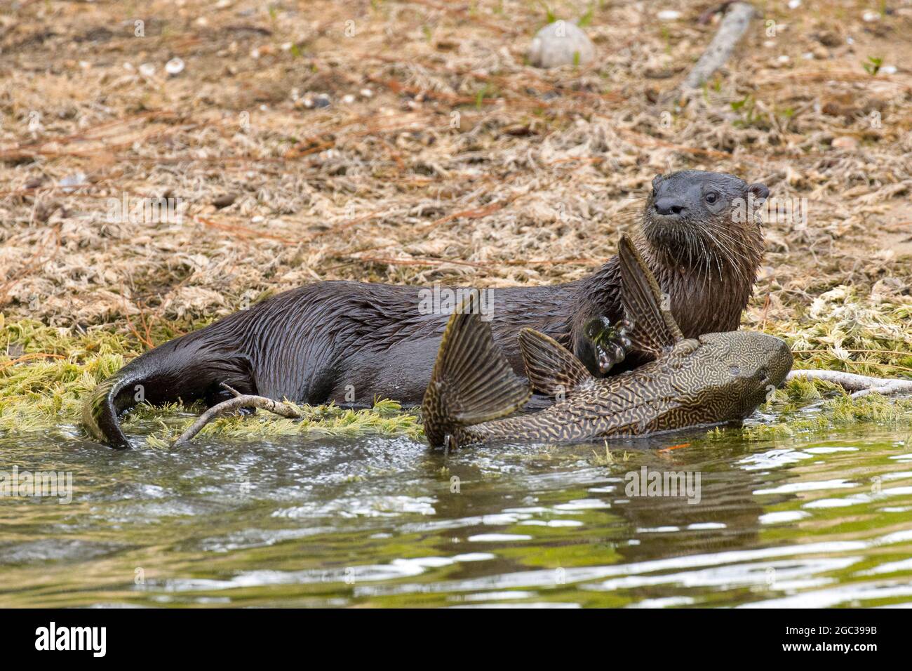 A North American river otter, Lontra canadensis, foraging and feeding on a sail fin pleco fish, or armored catfish. Stock Photo