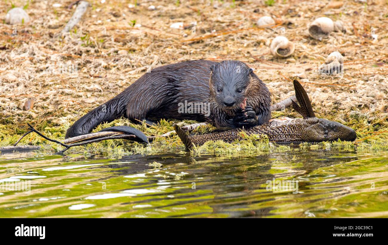A North American river otter, Lontra canadensis, foraging and feeding on a sail fin pleco fish, or armored catfish. Stock Photo