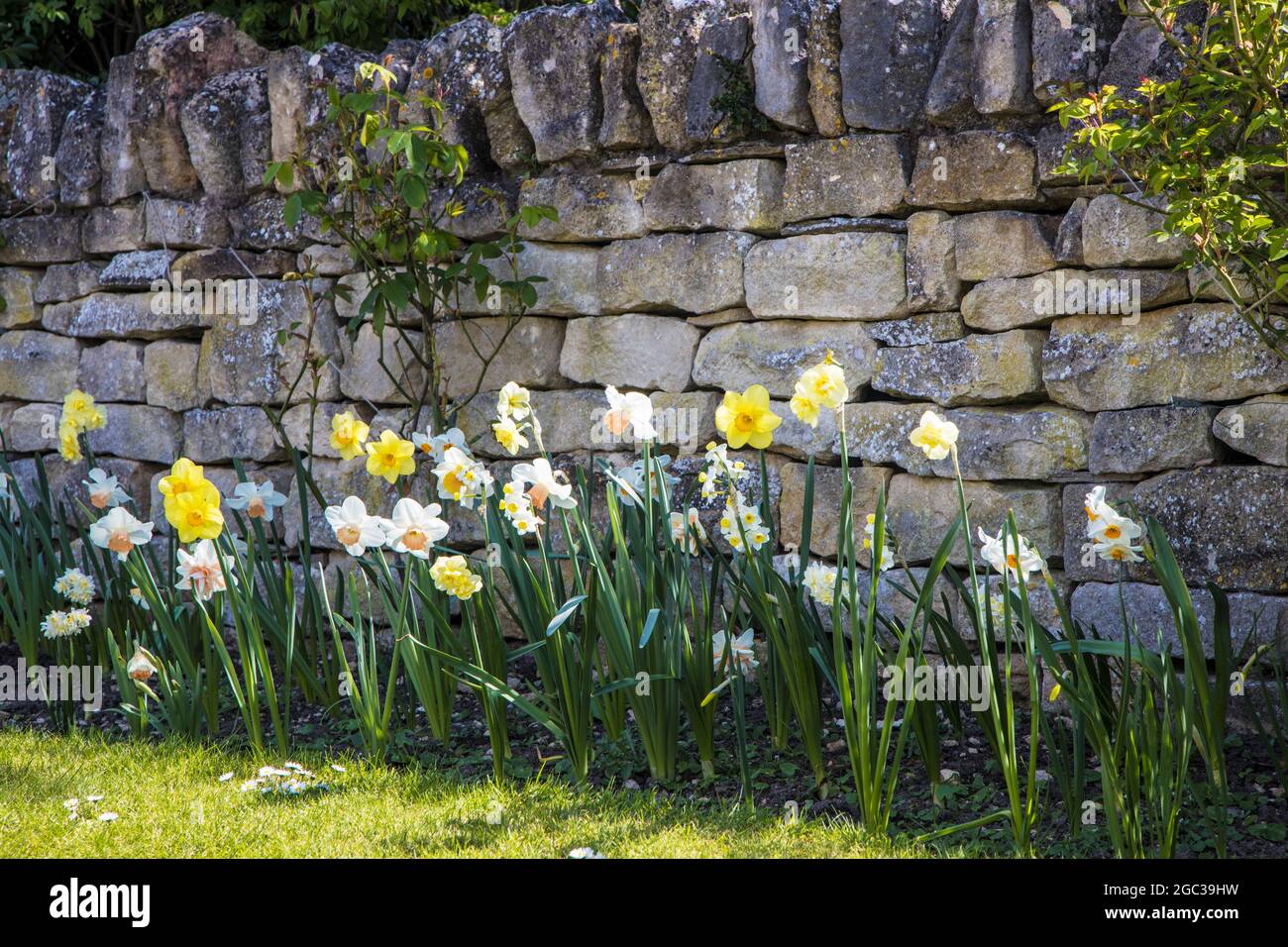 Daffodils growing against a garden wall in spring. Stock Photo