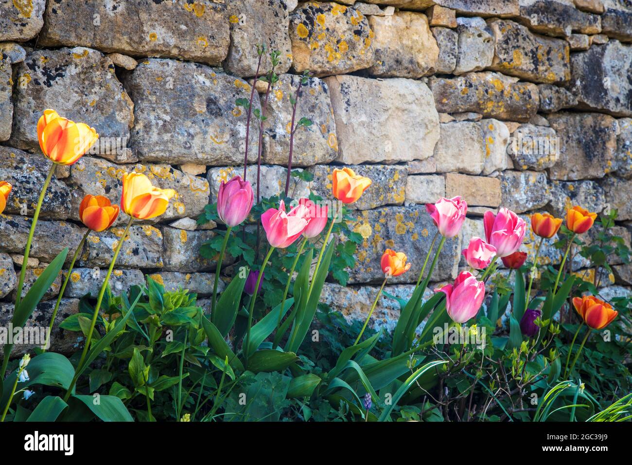 Tulips growing against a garden wall in spring. Stock Photo