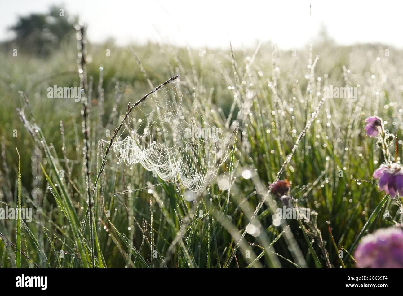 Purple flowers in a field in the morning, close up background Stock ...