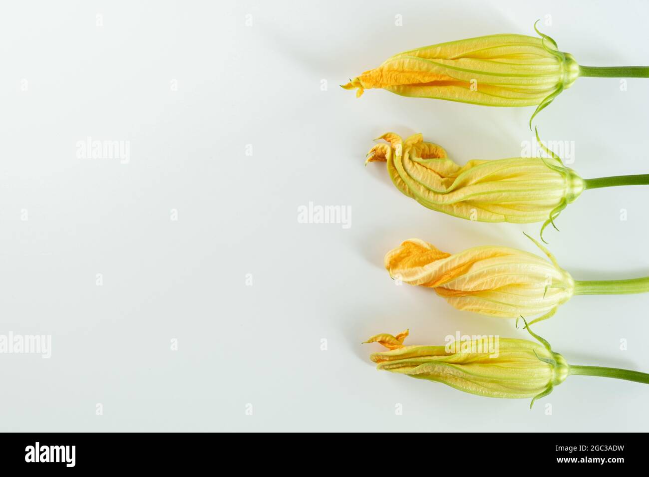 Fresh courgette Male Zucchini Blossoms Squash Flowers, Courgette