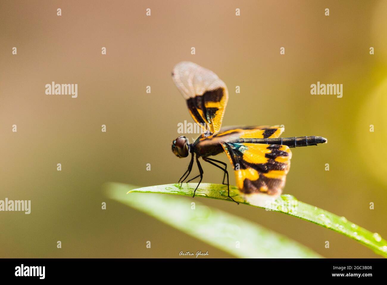 Macro shot of a common picture wing dragonfly on a leaf outdoors Stock ...