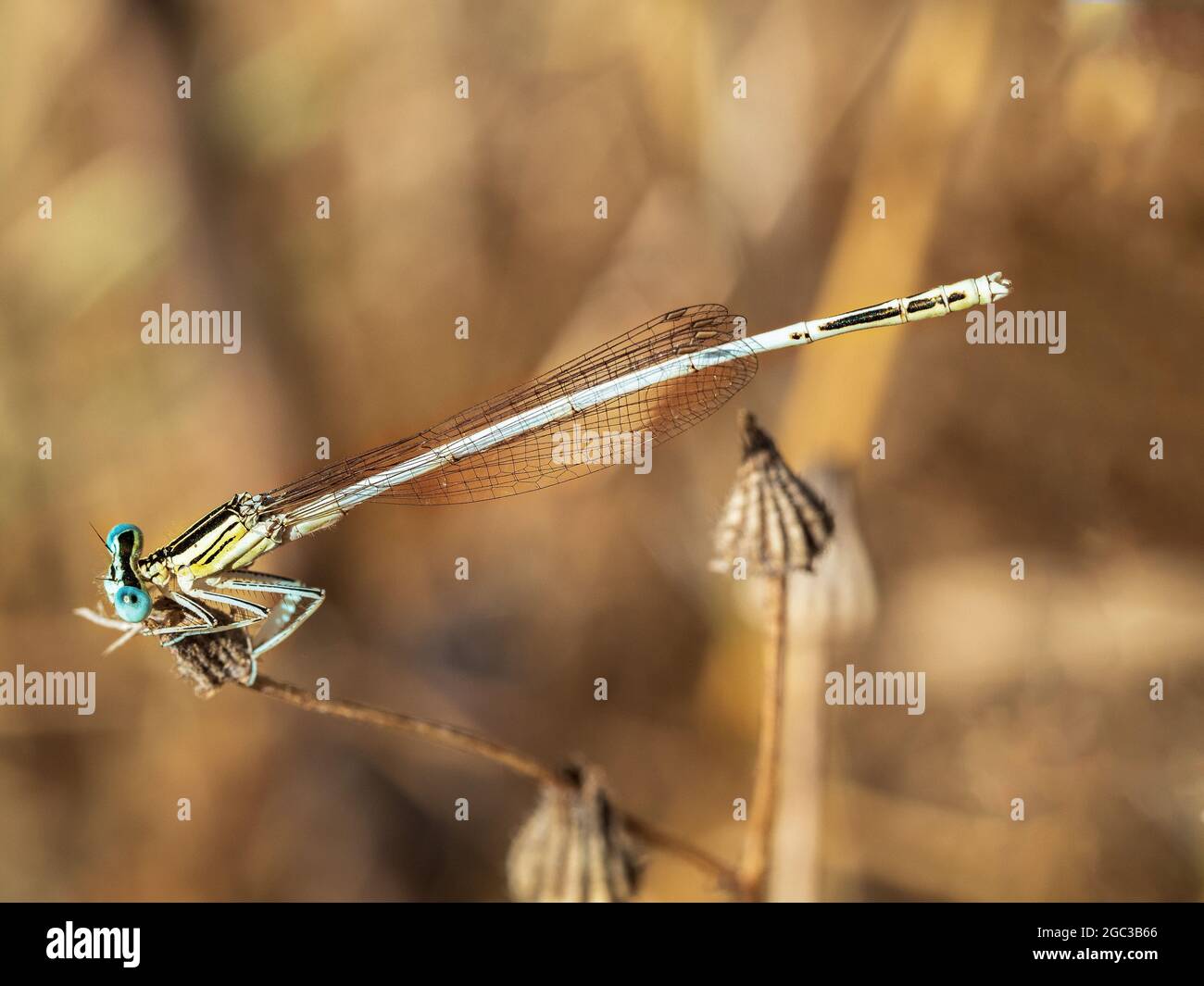 Macro shot of a dragonfly outdoors during daylight Stock Photo - Alamy