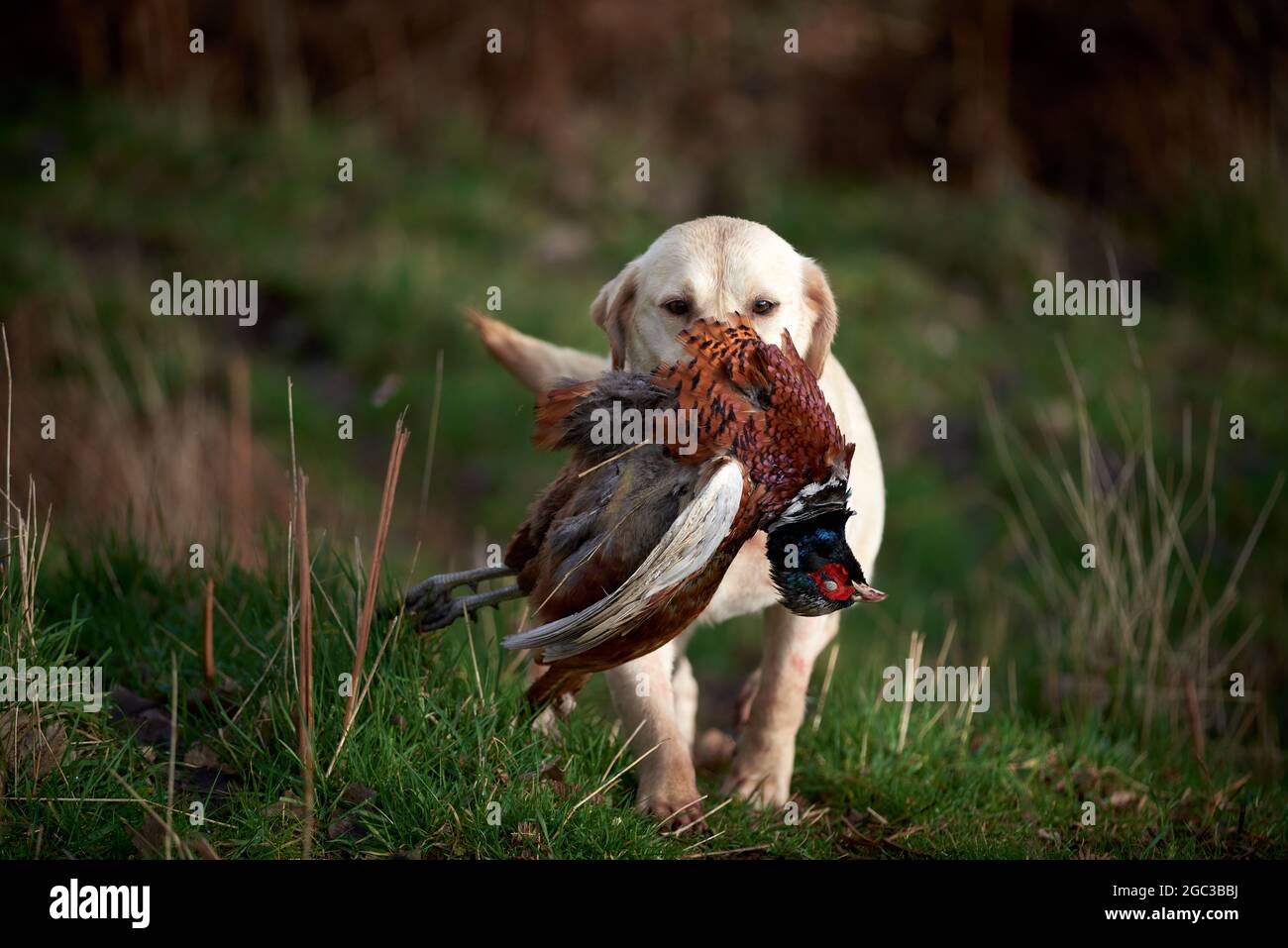 Golden Retriever with pheasant Stock Photo