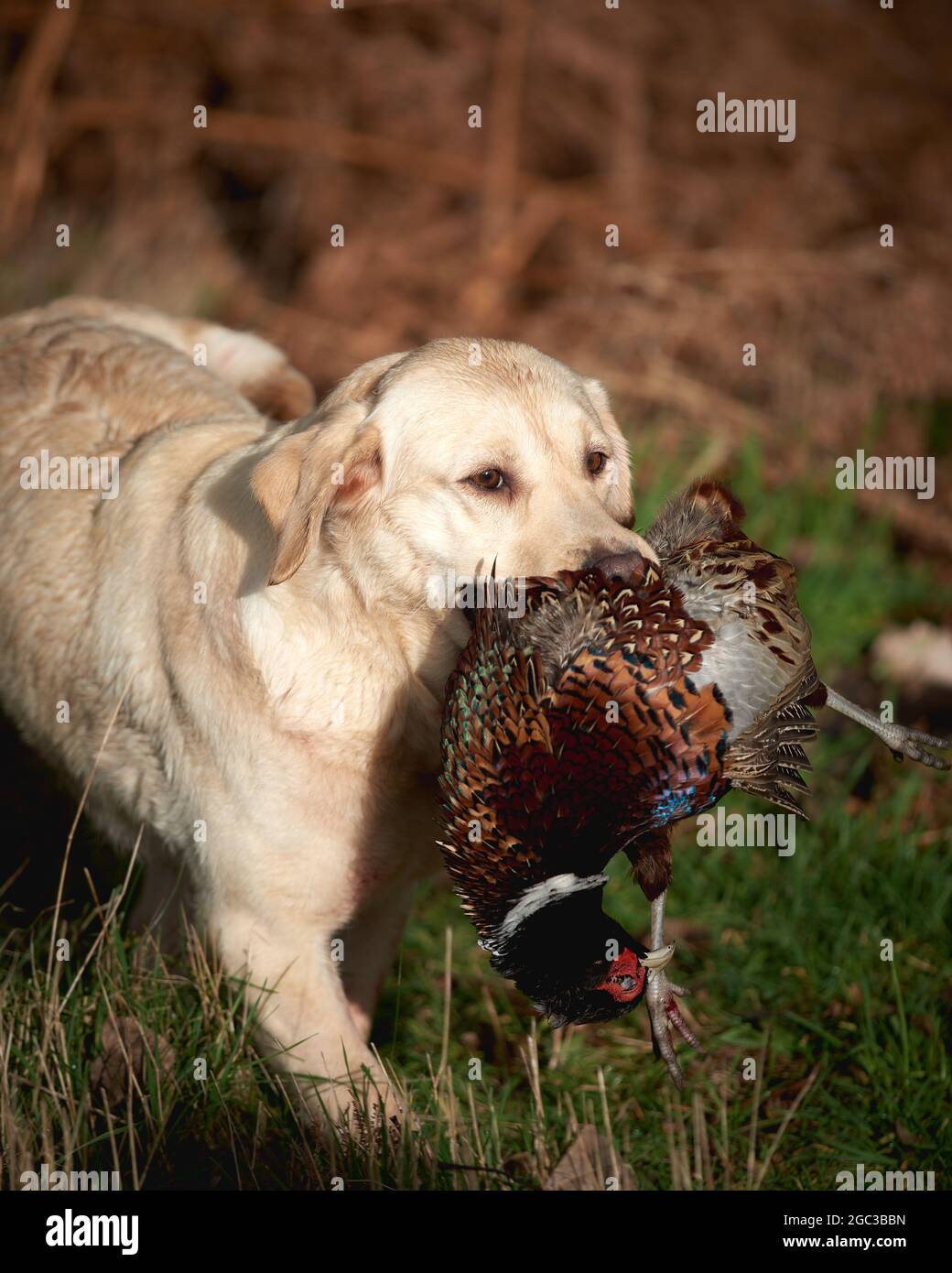 Golden Retriever with pheasant Stock Photo