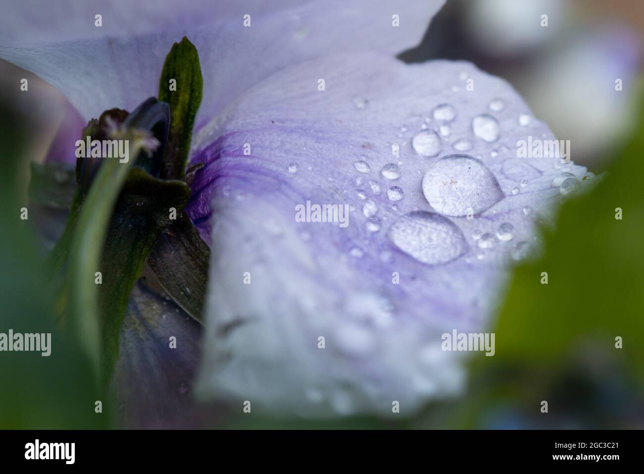 raindrops on flower Stock Photo