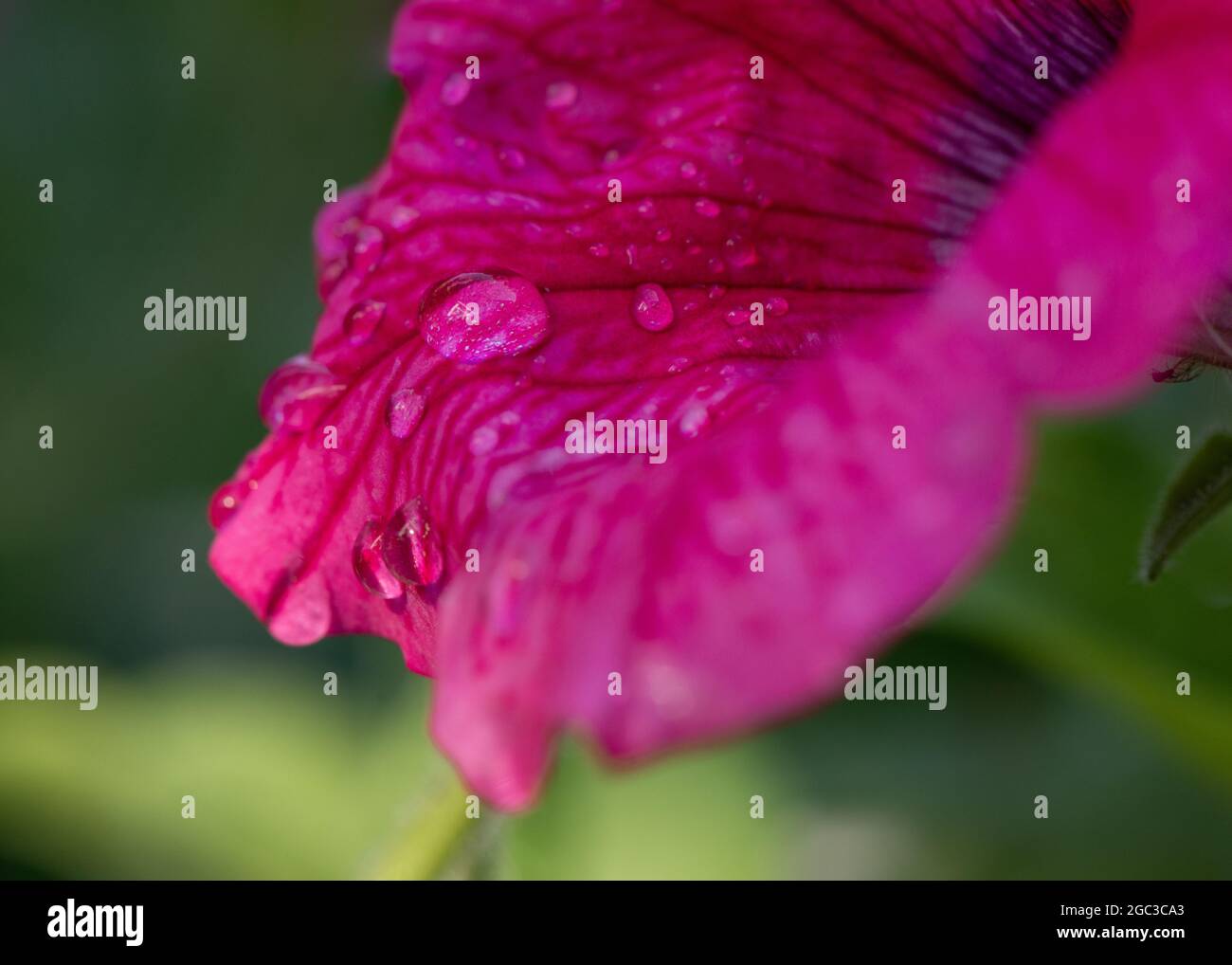 raindrops on flower Stock Photo