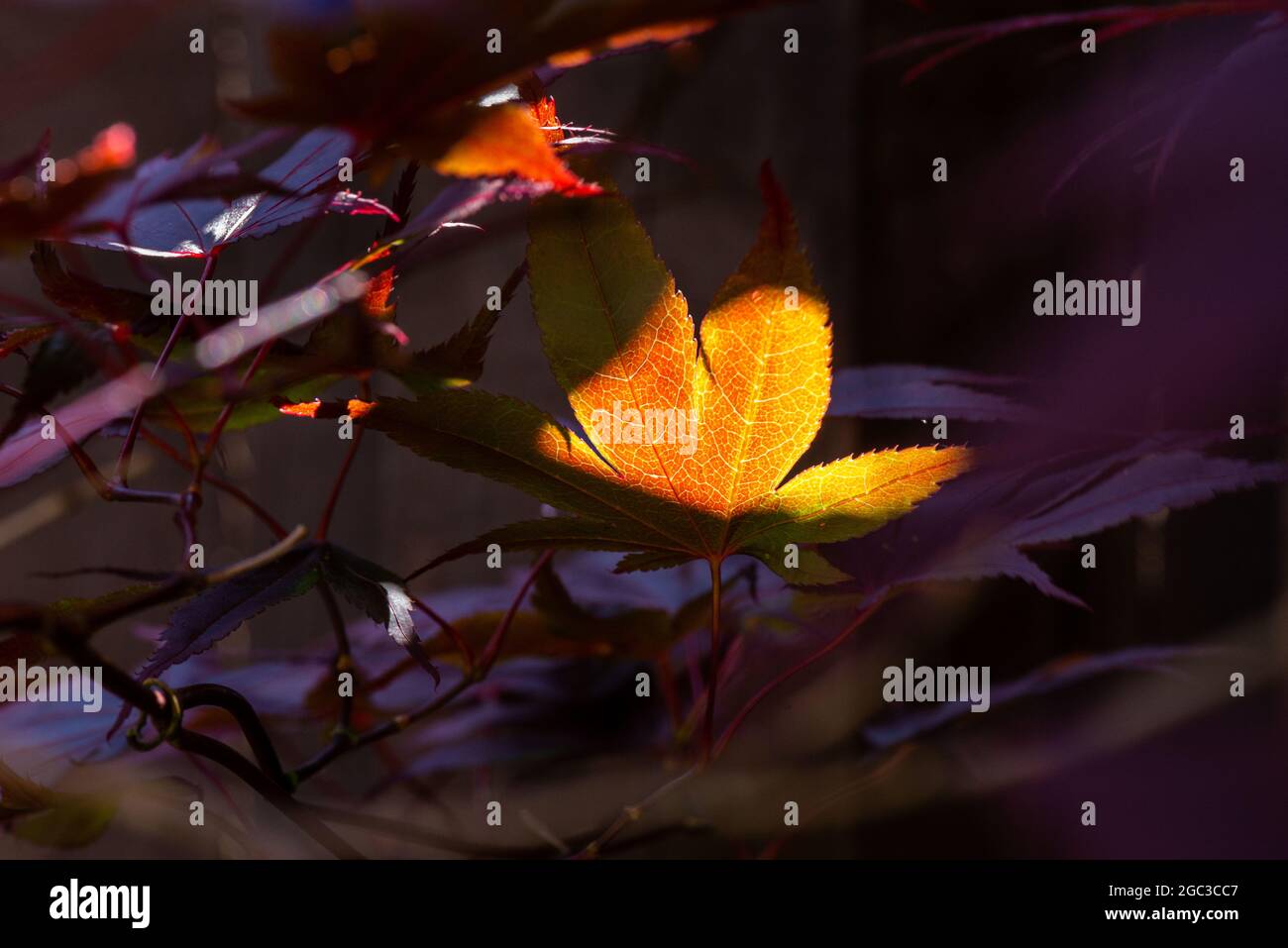 Japanese maple leaves hi-res stock photography and images - Alamy