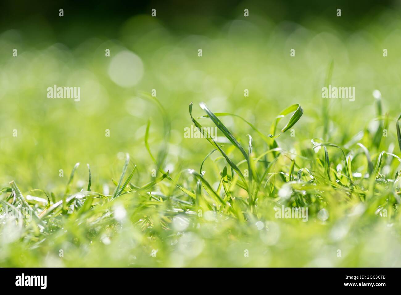raindrops on grass Stock Photo
