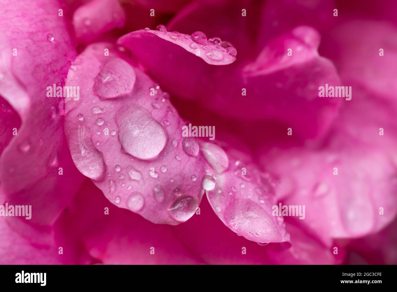 raindrops on flower Stock Photo