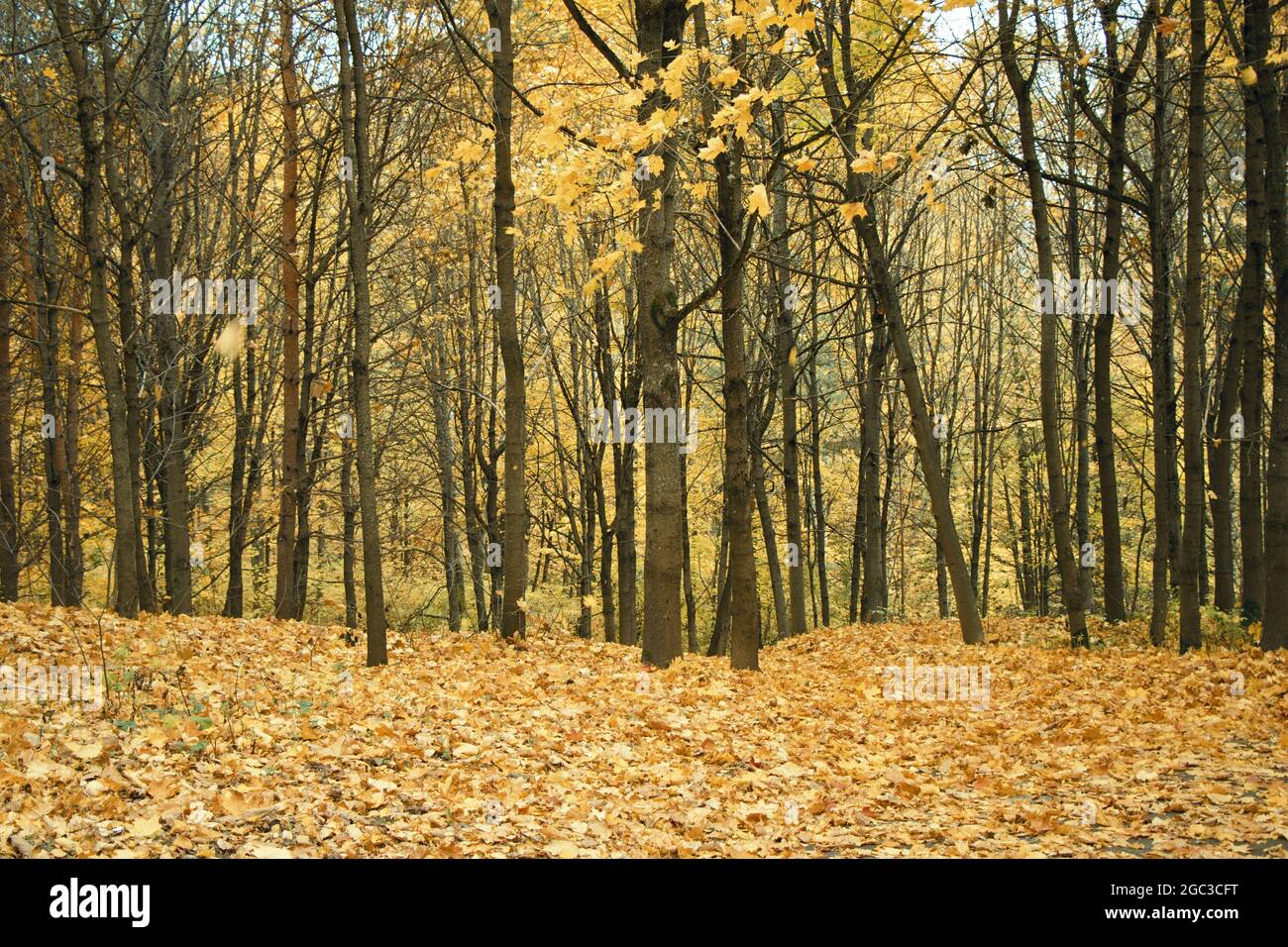 Beautiful autumn view with fallen yellow leaves in a forest Stock Photo ...