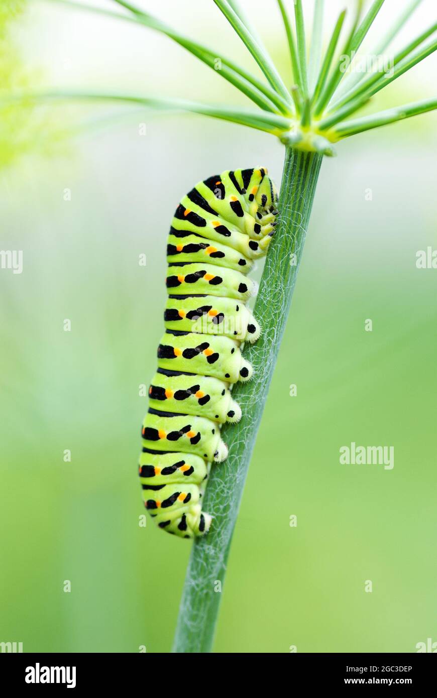 Green smooth caterpillar with black markings closeup - Black Swallowtail Papilio polyxenes larvae Stock Photo