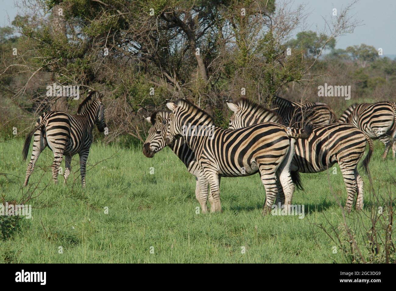Zebra Ina Field Group of zebras in the field Stock Photo - Alamy