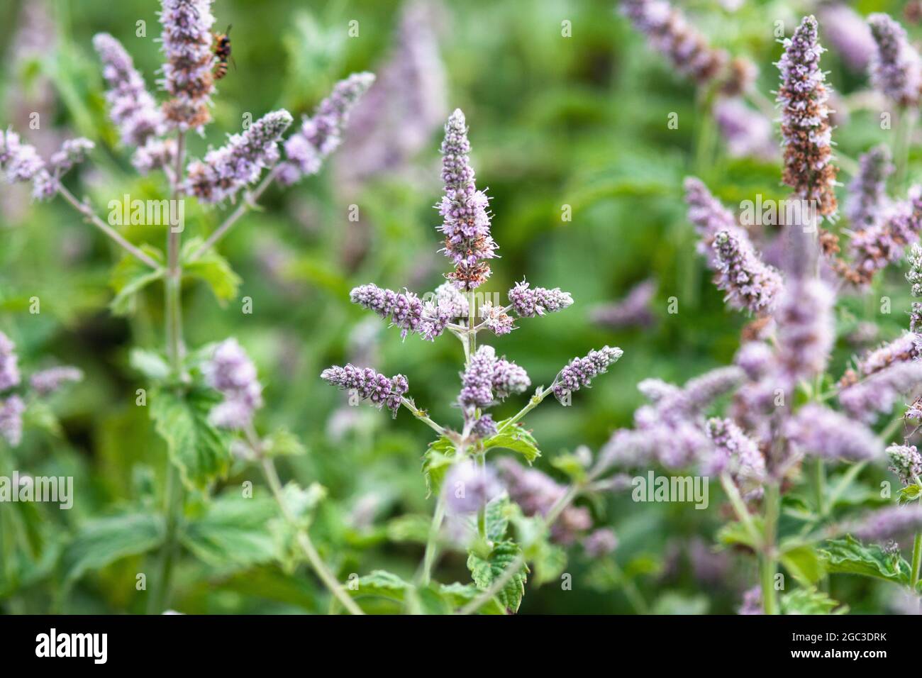 Flowering mint plants in the garden. honey plant attracts bees Stock