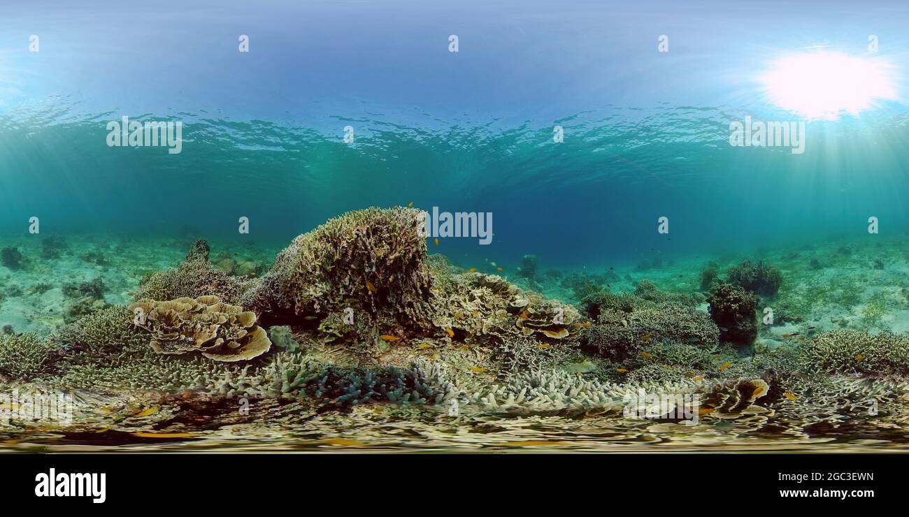 Virtual Reefs Scene reef. Marine life sea world. Underwater fish reef marine ...