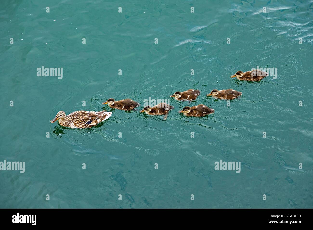 mallard (Anas platyrhynchos) with chicks, Stresa, Lake Maggiore, Piedmont, Italy Stock Photo