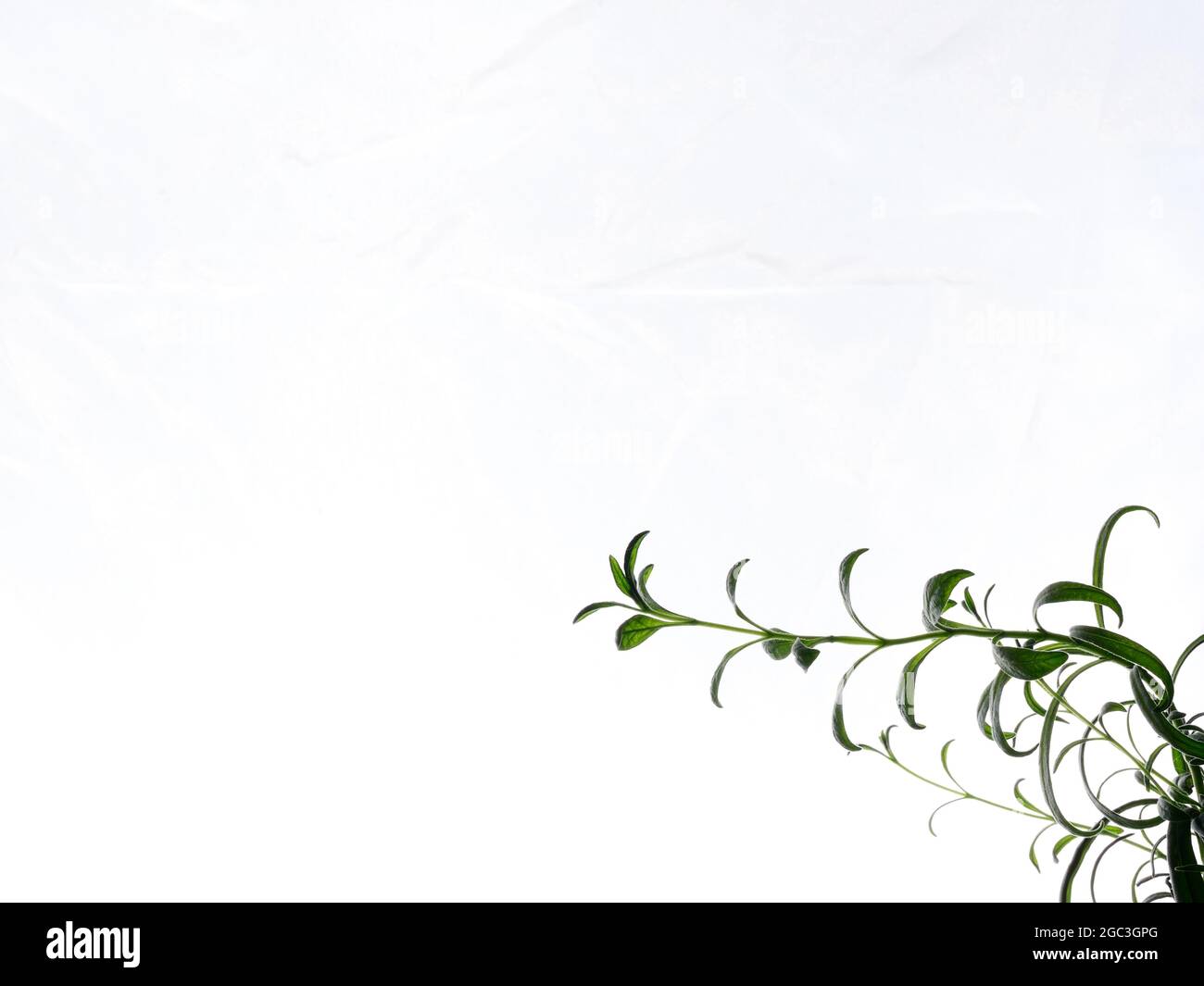 Backlit green lavender leaf branches with white background. Stock Photo
