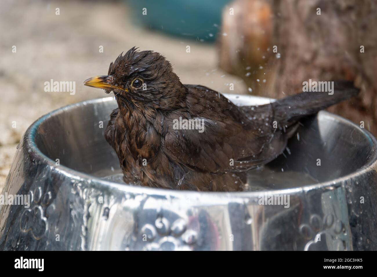 Blackbird bathing Stock Photo