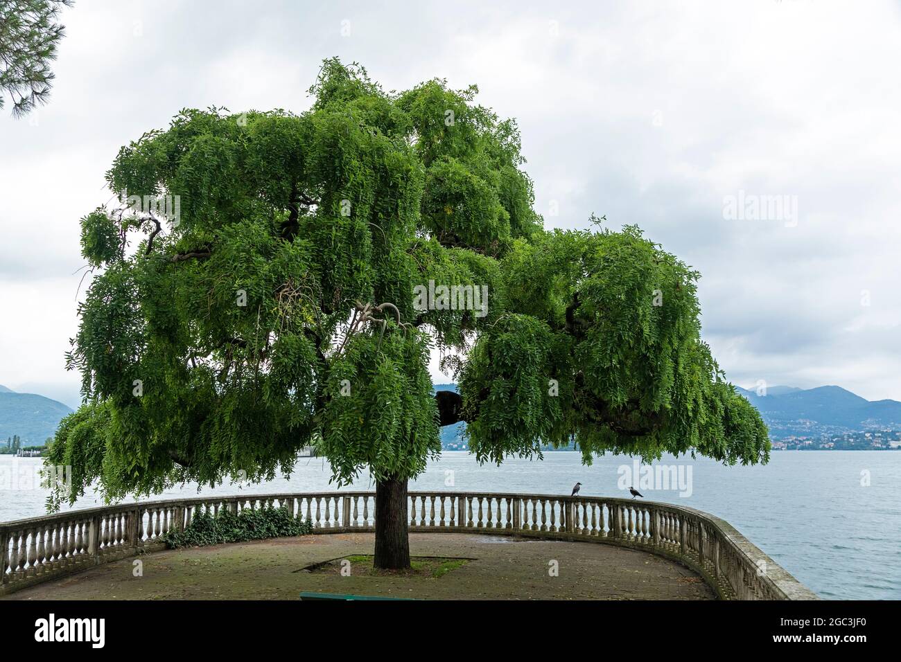 tree at the lakefront, Stresa, Lake Maggiore, Piedmont, Italy Stock Photo