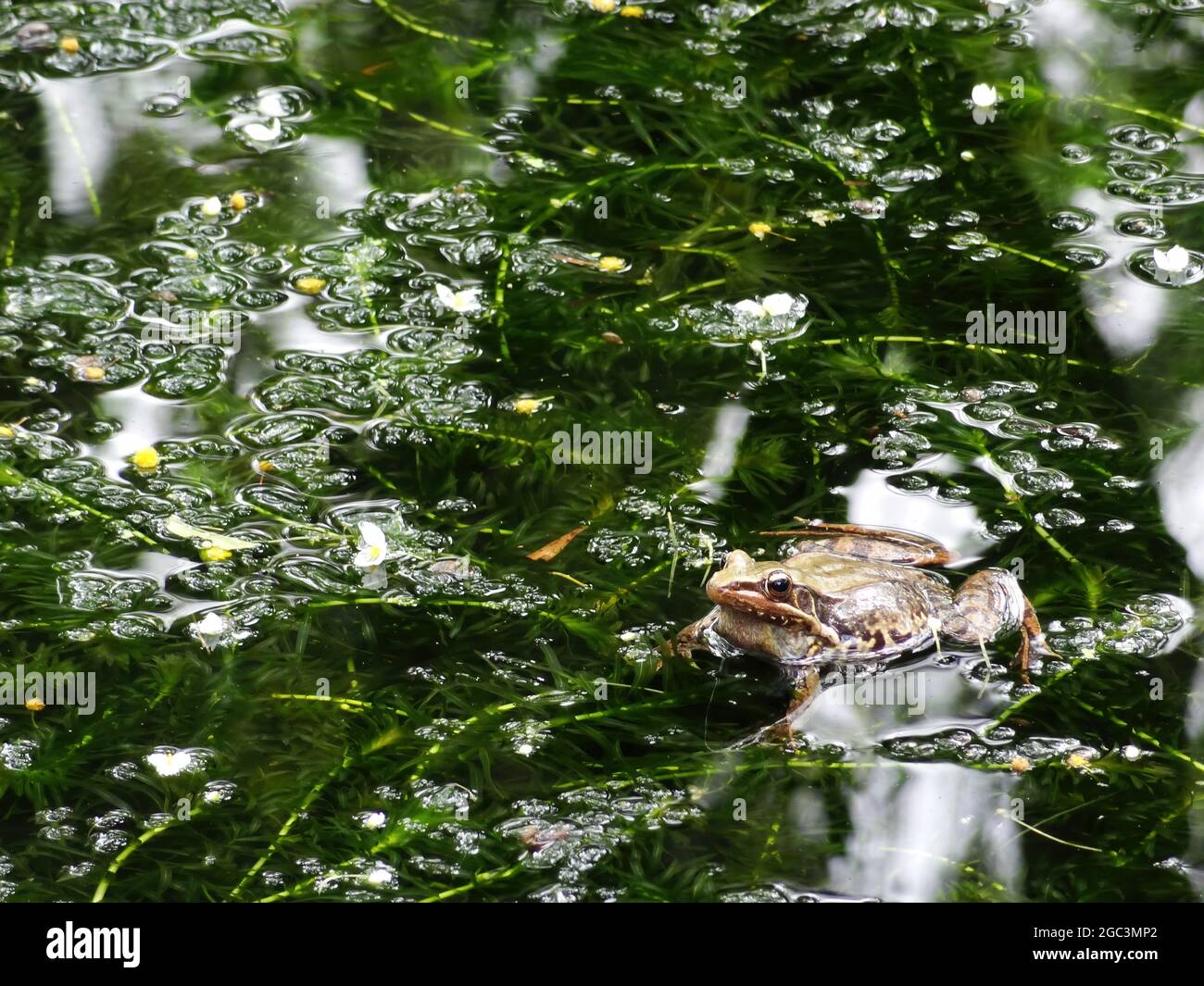 Close up shot of a Hylarana guentheri pond frog at Taiwan Stock Photo