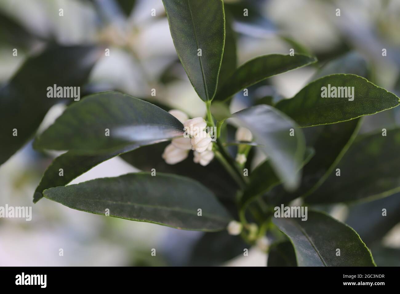 Citrus japonica, Kumquat buds close up Stock Photo