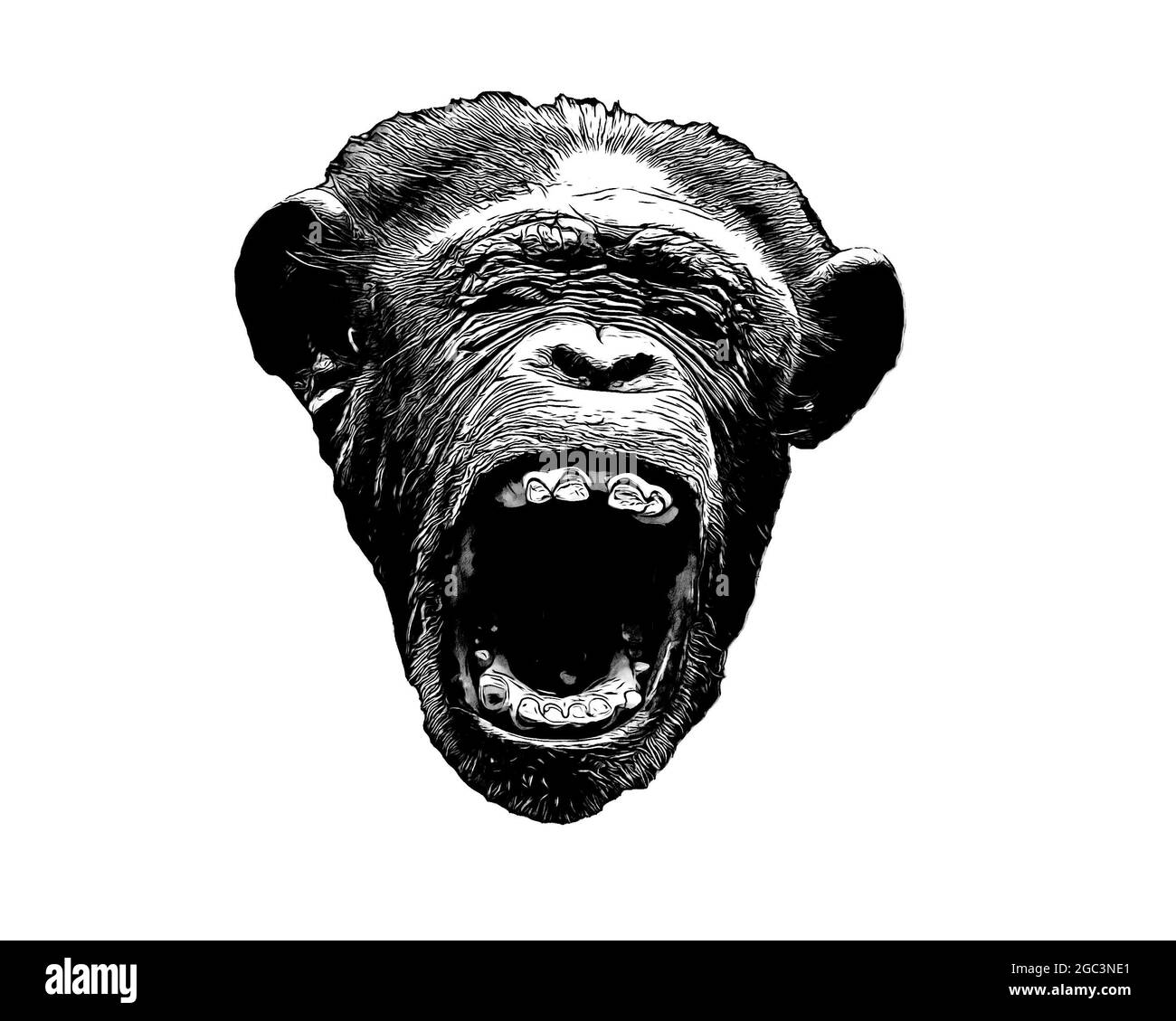 Digital ink and wash black and white portrait illustration of an angry chetah ape screaming isolated on a white background Stock Photo