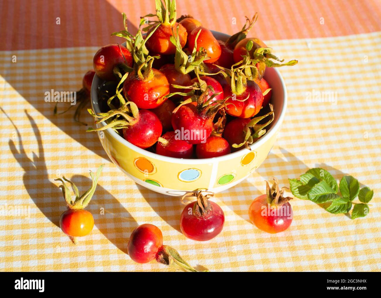 Fruits wild Rose hips of Beach Rose (Rosa rugosa) in a bowl. Table with checkered tablecloths. Harsh shadows. Stock Photo