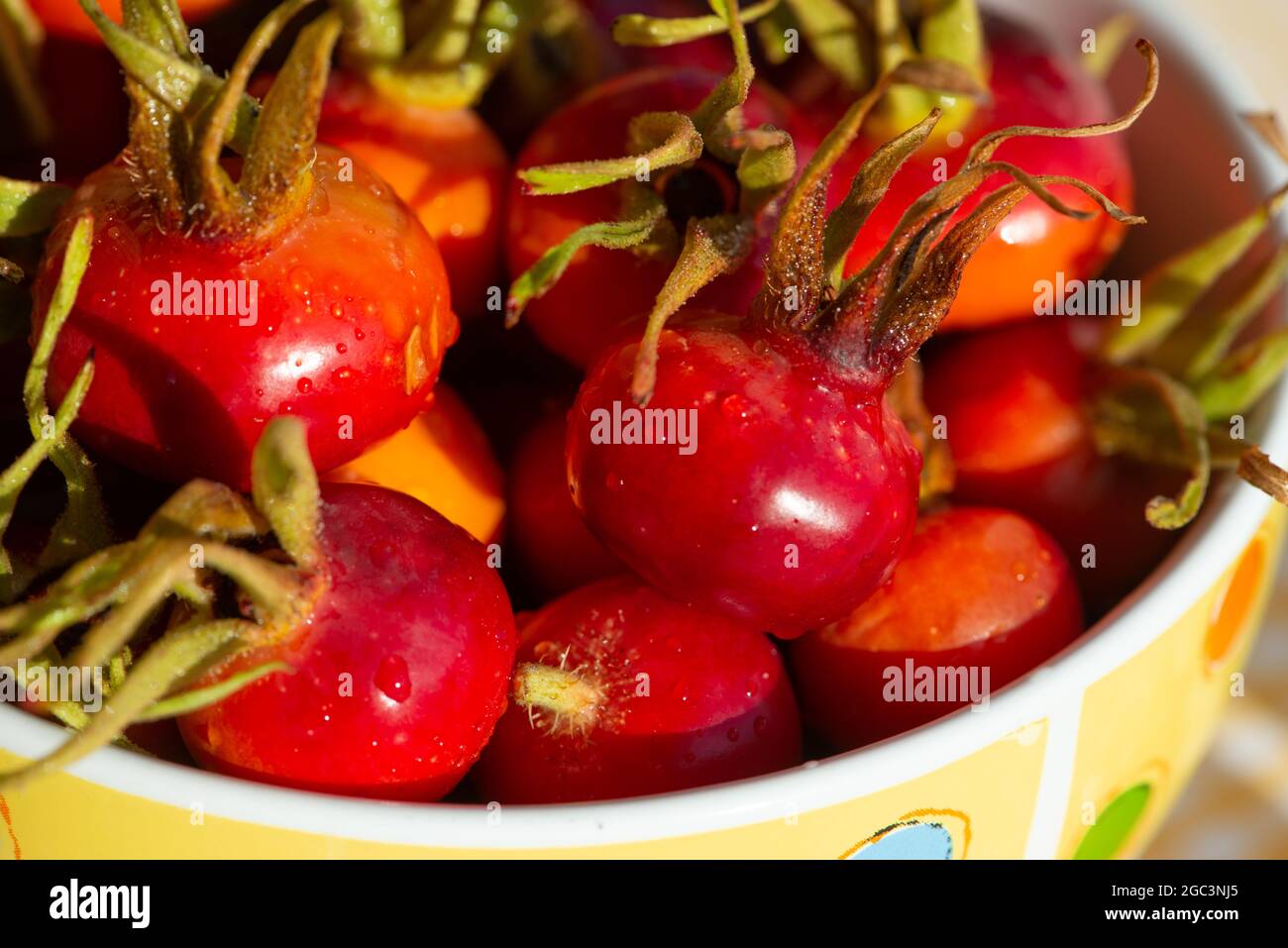Fruits wild Rose hips of Beach Rose (Rosa rugosa) in a bowl. Close up. Stock Photo