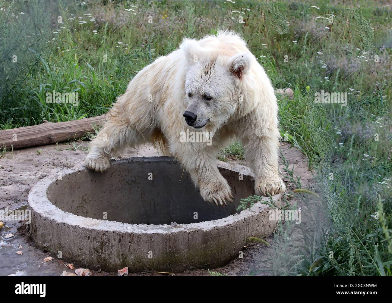 CHUBYNSKE, UKRAINE - AUGUST 3, 2021 - A Himalayan brown bear lives at
