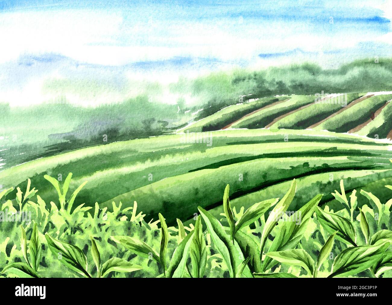 Scenery of tea plantation. Tea leaves. Hand drawn watercolor