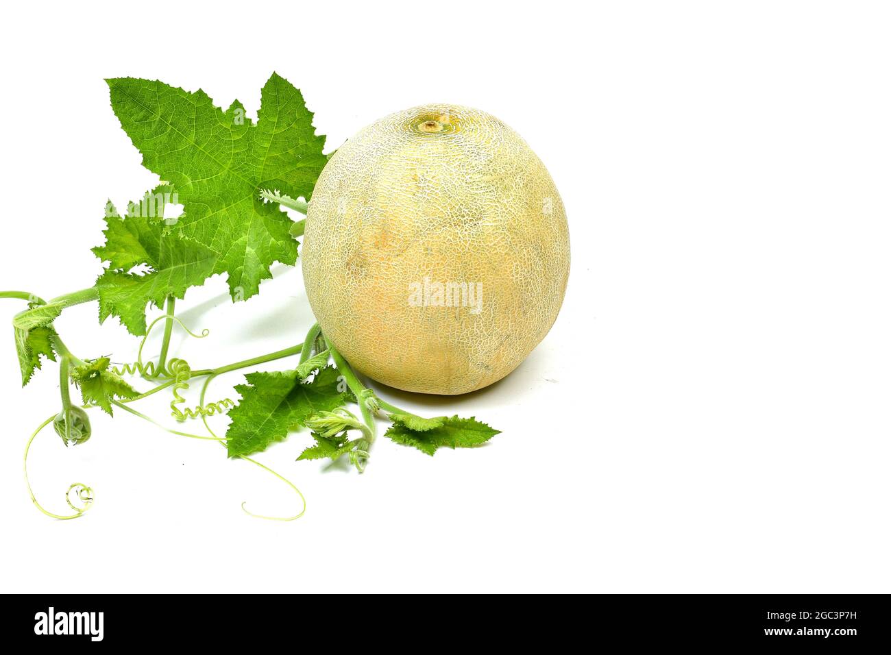 Galia melon whole and half piece composition isolated on white