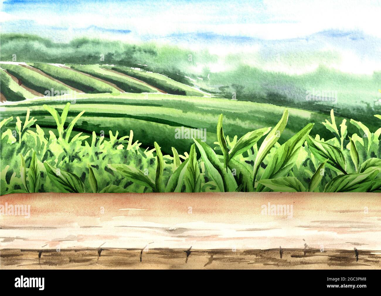 Wood floor on tea plantation. Hand drawn watercolor illustration. Tea